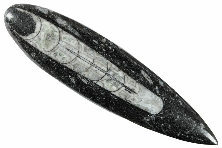 Polished Fossil Orthoceras (Cephalopod) - Morocco #216200